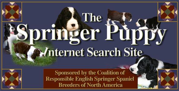 Cambrian Springers Cambrian Springers